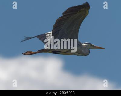 Ein Graureiher (Ardea cinerea) fliegt über dem Himmel bei Daisy NOOK in Manchester, Großbritannien Stockfoto