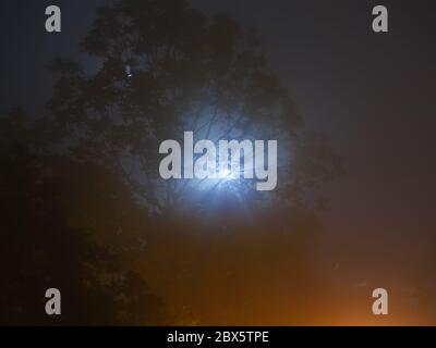 Laterne leuchtet durch Bäume im Nachtnebel. Stockfoto