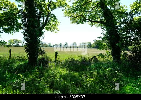 Ein englisches Feld, das im Sommer Sonnenlicht durchflutet, Cornwall, Großbritannien - John Gollop Stockfoto