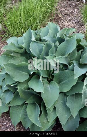 Hosta Devon Blue, Carex Grass Stockfoto