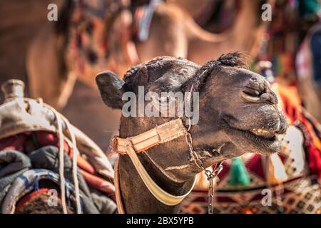 Nahaufnahme von Kamel mit großen Augen bei Petra, Jordanien. Stockfoto