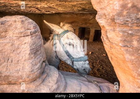 Nahaufnahme des verborgenen Esels mit großen Augen bei Petra, Jordanien. Stockfoto