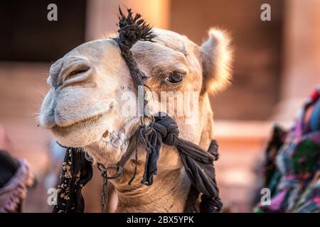 Nahaufnahme von Kamel mit großen Augen bei Petra, Jordanien. Stockfoto