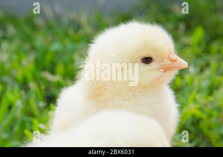 Süßes gelbes Hühnchen auf grünem Gras Stockfoto