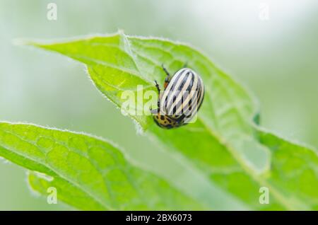 Potato Colorado Bug sitzt auf grünen Blatt Stockfoto