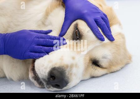 Nahaufnahme des Tierarztes prüft die Augen eines zentralasiatischen Schäferhundes. Hund unter ärztlicher Untersuchung, weichen Fokus auf die Augen. Tierarzt Augenarzt tun medizinische Stockfoto