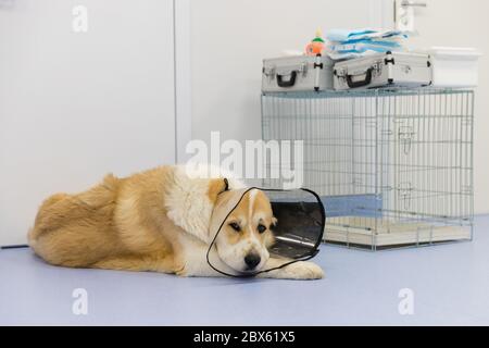 Kranker zentralasiatischer Schäferhund trägt elisabethanischen Plastikkegel (Halsband) um den Hals nach der Operation, liegt auf dem Boden in der Tierklinik, Stockfoto