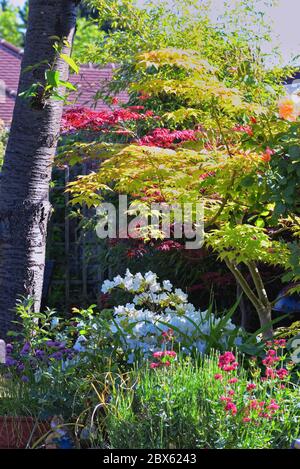 Ein sehr üppiger und farbenfroher Vorstadtgarten im Frühmorgen Sommer Sonnenlicht gefangen, Shepperton Surrey UK Stockfoto