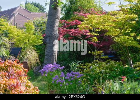 Ein sehr üppiger und farbenfroher Vorstadtgarten im Frühmorgen Sommer Sonnenlicht gefangen, Shepperton Surrey UK Stockfoto