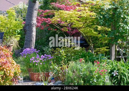 Ein sehr üppiger und farbenfroher Vorstadtgarten im Frühmorgen Sommer Sonnenlicht gefangen, Shepperton Surrey UK Stockfoto