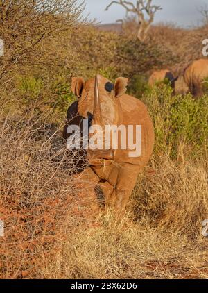 Ein großes männliches weißes Nashorn, Ceratotherium simum, das direkt von hinter Thornbäumen und Scrub auf der afrikanischen Savannah auf die Kamera schaut. Stockfoto