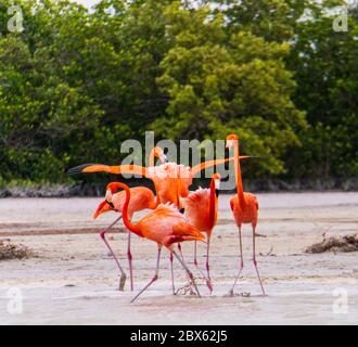 Flamingos an der Lagune des Naturschutzgebietes Ria Lagartos Stockfoto