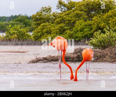 Flamingos an der Lagune des Naturschutzgebietes Ria Lagartos Stockfoto