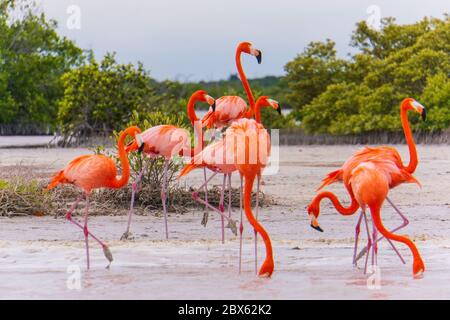 Flamingos an der Lagune des Naturschutzgebietes Ria Lagartos Stockfoto