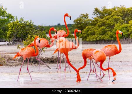 Flamingos an der Lagune des Naturschutzgebietes Ria Lagartos Stockfoto