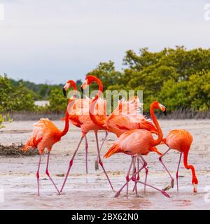 Flamingos an der Lagune des Naturschutzgebietes Ria Lagartos Stockfoto