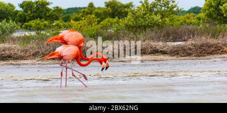 Flamingos an der Lagune des Naturschutzgebietes Ria Lagartos Stockfoto