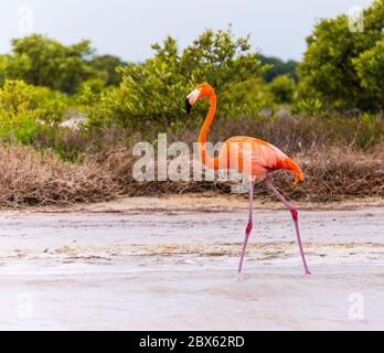 Flamingos an der Lagune des Naturschutzgebietes Ria Lagartos Stockfoto