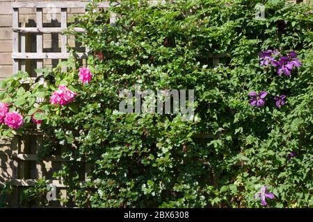 Gemischte Kletterer auf einem Gartenzellis, Rose Zephirine Drouhin, clematis Etoile Violette und eine Fuchsia blühende Stachelbeere Stockfoto