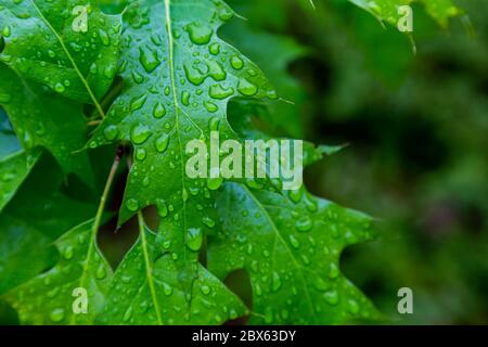 Wassertropfen aus dem Regen ruhen auf einem leuchtend grünen Baumblatt, aus nächster Nähe betrachtet. Stockfoto