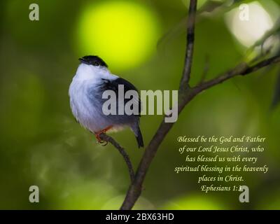 Inspirierende, ermutigende und erhebende Bibelverse, gedruckt auf schönen Vogelfotos. Stockfoto