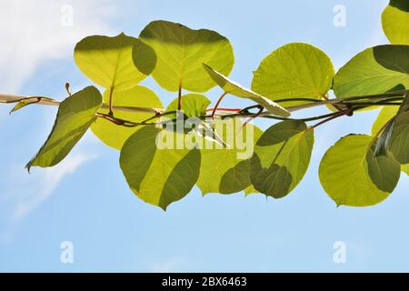 Grüne Kiwi-Früchte Blätter an einem sonnigen Sommertag und blauer Himmel Hintergrund im Garten. Natürliches Hintergrundkonzept. Platz für Design oder Text kopieren Stockfoto