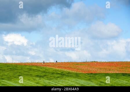 Brighton, East Sussex, UK 5. Juni 2020 Wanderer sozialer Abstand zwischen den Mohn an einem sonnigen, aber luftigen Tag in der Landschaft etwas außerhalb von Brighton. Foto ©Julia Claxton Stockfoto