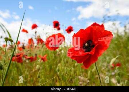 Brighton, East Sussex, UK 5. Juni 2020 Poppies an einem sonnigen, aber luftigen Tag in der Landschaft vor Brighton. Foto ©Julia Claxton Stockfoto