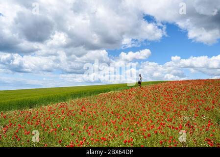 Brighton, East Sussex, UK 5. Juni 2020 Soziale Distanz - ein Wanderer unter den Mohn an einem sonnigen, aber luftigen Tag in der Landschaft vor Brighton. Foto ©Julia Claxton Stockfoto