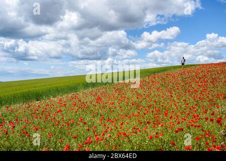 Brighton, East Sussex, UK 5. Juni 2020 Soziale Distanz - ein Wanderer unter den Mohn an einem sonnigen, aber luftigen Tag in der Landschaft vor Brighton. Foto ©Julia Claxton Stockfoto