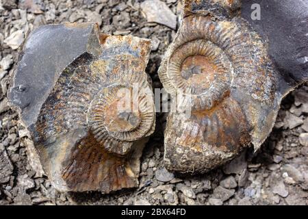 Nahaufnahme von Ammoniten-Fossilien, die auf einem Flussbett in der Nähe des Dorfes Langza im Spiti-Tal liegen. Stockfoto