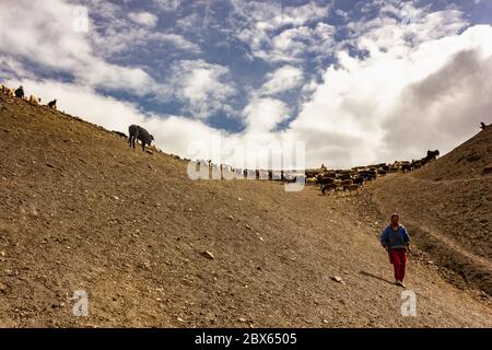 Langza, Himachal Pradesh, Indien - Mai 2012: Eine Frau geht einen Hügel hinunter, gefolgt von einer großen Schafherde auf einem Bergpass im Himalaya. Stockfoto