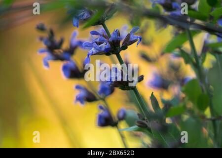 Nahaufnahme von Salbei Blüten in voller Blüte in einem Garten in North Yorkshire Anfang Juni. Stockfoto