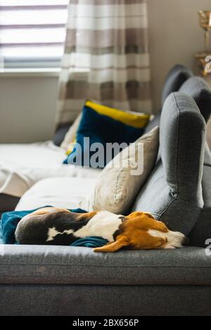 Beagle Hundemüder schläft auf einem gemütlichen Sofa in lustiger Position. Stockfoto