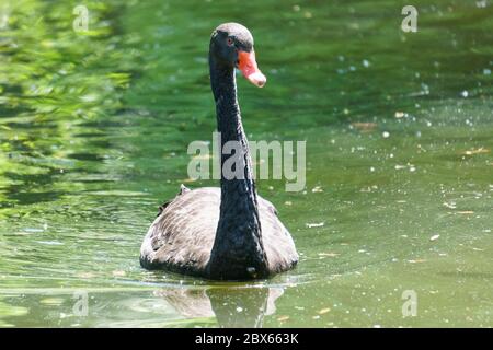 Schwarzer Schwan in einem Zoo in Niederbayern Stockfoto