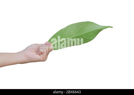 Hand hält ein grünes Blatt isoliert auf weißem Hintergrund mit Beschneidungspfad. Stockfoto