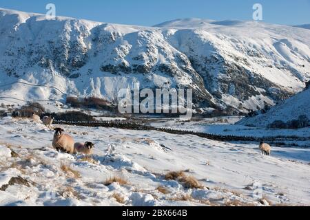 Swaledale Schafe grasen in einem Winter Wunderland auf Low Rigg Fell, mit Blick auf St. John's in the Vale. Lake District, Cumbria, England, Großbritannien Stockfoto