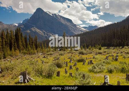 Blick vom Upper Kananaskis Lake Trail Stockfoto