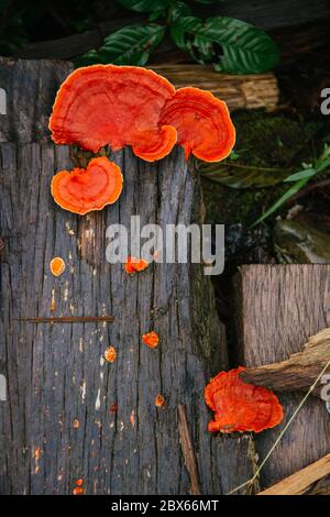 lingzhi Pilz wächst auf altem Holz, tieforange Farbe, amazonas Stockfoto