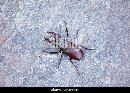 Mail von Hirschkäfer aus nächster Nähe, Blick von oben. Lucanus Cervus. Großes Insekt mit massiven Hörnern auf Steinhintergrund. Stockfoto