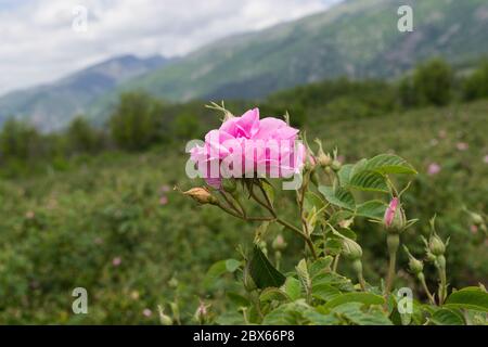 Rosa Damaszena. Rose Valley Karlovo Kazanlak. Bulgarisches Rosenöl. Blütenblätter der Rose von Damaskus. Frisch gepflückte Blume Rosa Damascena. Rosengärten Stockfoto