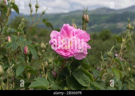 Rosa Damaszena. Rose Valley Karlovo Kazanlak. Bulgarisches Rosenöl. Blütenblätter der Rose von Damaskus. Frisch gepflückte Blume Rosa Damascena. Rosengärten Stockfoto