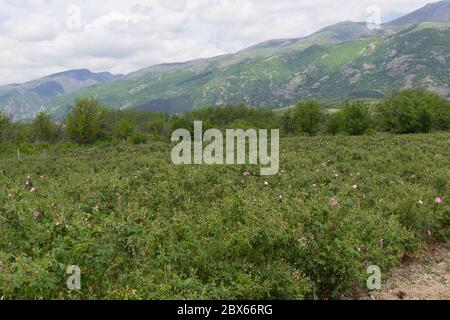 Rosa Damaszena. Rose Valley Karlovo Kazanlak. Bulgarisches Rosenöl. Blütenblätter der Rose von Damaskus. Frisch gepflückte Blume Rosa Damascena. Rosengärten Stockfoto