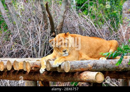 Eine große Erwachsene Löwin friedlich in der Sonne auf einer Holzplattform schlafen und nimmt warme Sonnenbäder. Stockfoto