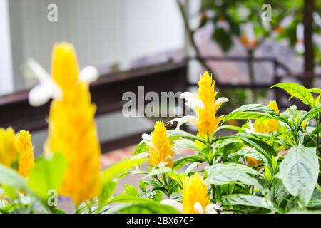 Pachystachys lutea gelber Strauch im botanischen Garten oder als Lollipop Pflanze mit grünen Blättern und verschwommen Hintergrund bekannt. Wählen Sie Fokus. Stockfoto