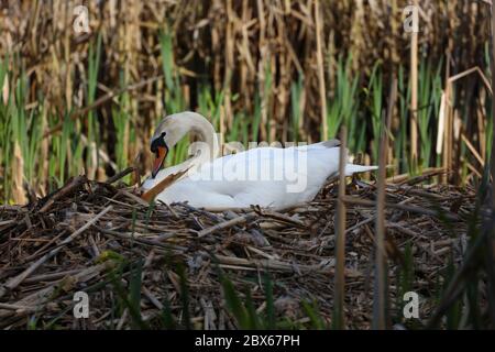 Weiblicher stumm Schwan sitzt auf ihrem Nest in einem Naturschutzgebiet in Ferryhill, Grafschaft Durham, England, Großbritannien Stockfoto