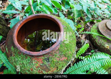 Leuchtend grünes Moos und Farn wachsen auf irdenen Glas im Garten. Wählen Sie Fokus. Stockfoto