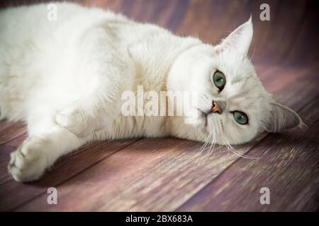 Schöne junge Katzenrasse Scottish chinchilla gerade Stockfoto