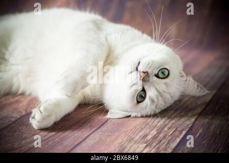 Schöne junge Katzenrasse Scottish chinchilla gerade Stockfoto