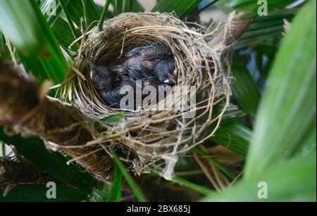 Baby Vögel schlafen im Nest warten auf Mutter, um Nahrung zu bringen. Stockfoto